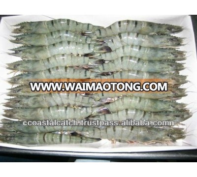 Frozen Black Tiger Shrimp BQF